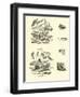 Page from the Pictorial Museum of Animated Nature-null-Framed Giclee Print