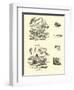 Page from the Pictorial Museum of Animated Nature-null-Framed Giclee Print