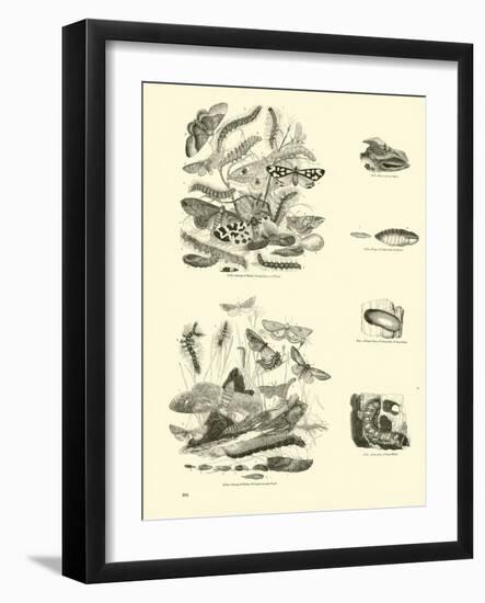 Page from the Pictorial Museum of Animated Nature-null-Framed Giclee Print