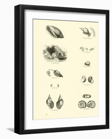 Page from the Pictorial Museum of Animated Nature-null-Framed Giclee Print