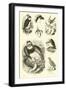 Page from the Pictorial Museum of Animated Nature-null-Framed Giclee Print