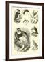 Page from the Pictorial Museum of Animated Nature-null-Framed Premium Giclee Print
