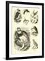 Page from the Pictorial Museum of Animated Nature-null-Framed Premium Giclee Print