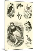 Page from the Pictorial Museum of Animated Nature-null-Mounted Premium Giclee Print