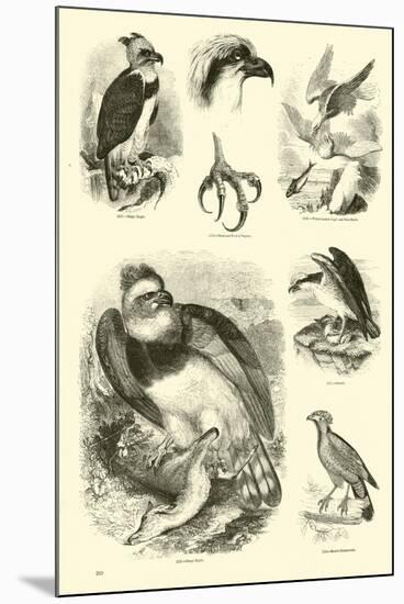 Page from the Pictorial Museum of Animated Nature-null-Mounted Premium Giclee Print
