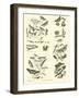 Page from the Pictorial Museum of Animated Nature-null-Framed Giclee Print