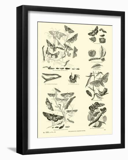 Page from the Pictorial Museum of Animated Nature-null-Framed Giclee Print