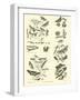 Page from the Pictorial Museum of Animated Nature-null-Framed Giclee Print