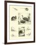 Page from the Pictorial Museum of Animated Nature-null-Framed Giclee Print