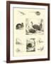 Page from the Pictorial Museum of Animated Nature-null-Framed Giclee Print