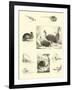 Page from the Pictorial Museum of Animated Nature-null-Framed Giclee Print