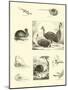 Page from the Pictorial Museum of Animated Nature-null-Mounted Giclee Print