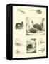 Page from the Pictorial Museum of Animated Nature-null-Framed Stretched Canvas