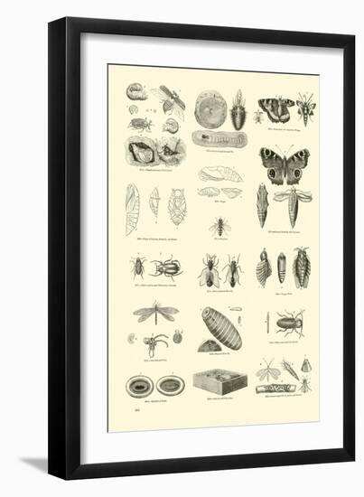 Page from the Pictorial Museum of Animated Nature-null-Framed Giclee Print