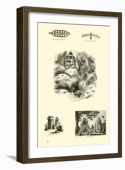 Page from the Pictorial Museum of Animated Nature-null-Framed Giclee Print