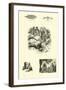 Page from the Pictorial Museum of Animated Nature-null-Framed Giclee Print