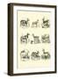 Page from the Pictorial Museum of Animated Nature-null-Framed Giclee Print