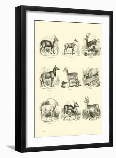 Page from the Pictorial Museum of Animated Nature-null-Framed Giclee Print