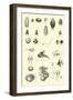 Page from the Pictorial Museum of Animated Nature-null-Framed Giclee Print