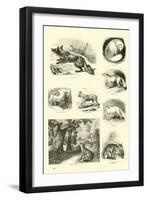 Page from the Pictorial Museum of Animated Nature-null-Framed Giclee Print