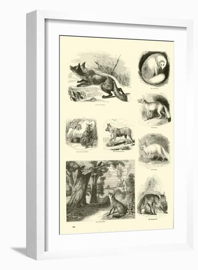 Page from the Pictorial Museum of Animated Nature-null-Framed Giclee Print