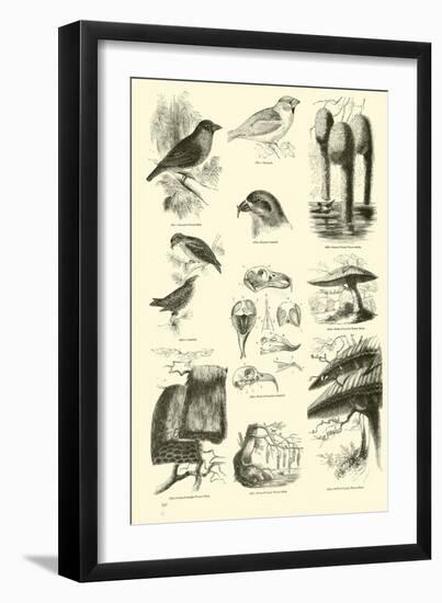 Page from the Pictorial Museum of Animated Nature-null-Framed Giclee Print