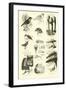 Page from the Pictorial Museum of Animated Nature-null-Framed Giclee Print