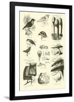 Page from the Pictorial Museum of Animated Nature-null-Framed Giclee Print