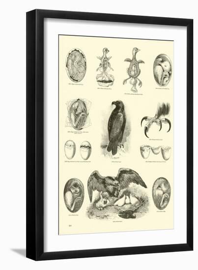 Page from the Pictorial Museum of Animated Nature-null-Framed Giclee Print