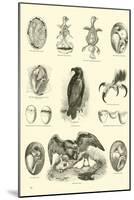 Page from the Pictorial Museum of Animated Nature-null-Mounted Giclee Print