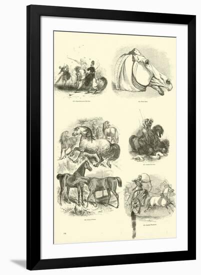 Page from the Pictorial Museum of Animated Nature-null-Framed Giclee Print