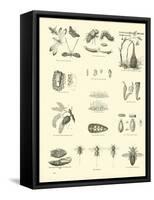 Page from the Pictorial Museum of Animated Nature-null-Framed Stretched Canvas