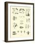 Page from the Pictorial Museum of Animated Nature-null-Framed Giclee Print