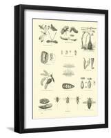 Page from the Pictorial Museum of Animated Nature-null-Framed Giclee Print