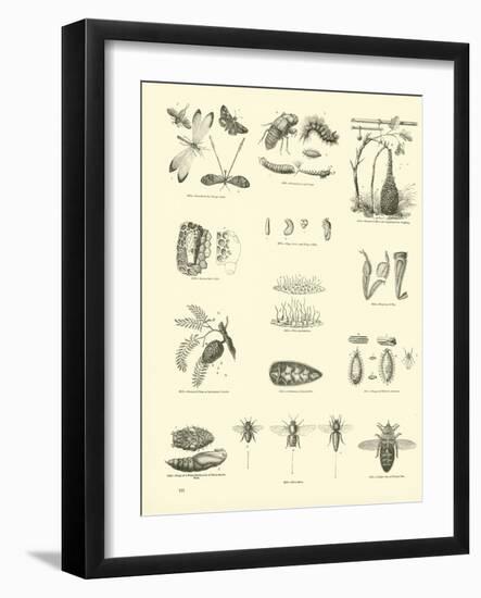 Page from the Pictorial Museum of Animated Nature-null-Framed Giclee Print