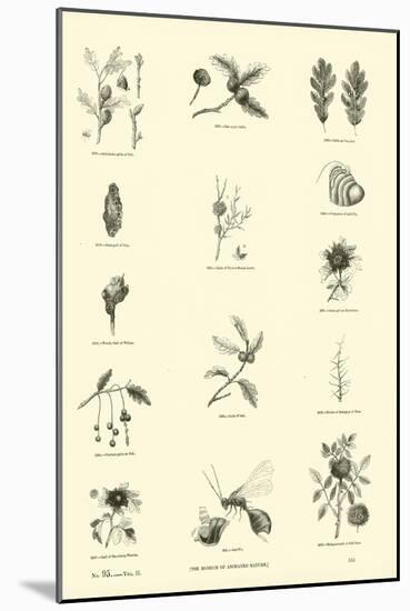 Page from the Pictorial Museum of Animated Nature-null-Mounted Giclee Print