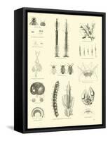 Page from the Pictorial Museum of Animated Nature-null-Framed Stretched Canvas