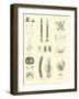 Page from the Pictorial Museum of Animated Nature-null-Framed Giclee Print