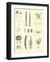 Page from the Pictorial Museum of Animated Nature-null-Framed Giclee Print