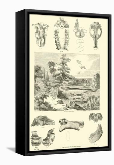 Page from the Pictorial Museum of Animated Nature-null-Framed Stretched Canvas
