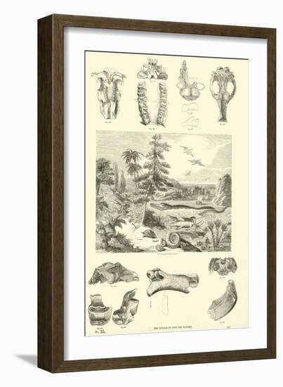 Page from the Pictorial Museum of Animated Nature-null-Framed Giclee Print