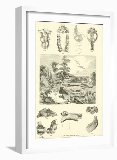 Page from the Pictorial Museum of Animated Nature-null-Framed Giclee Print