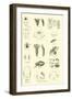 Page from the Pictorial Museum of Animated Nature-null-Framed Giclee Print