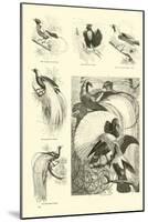 Page from the Pictorial Museum of Animated Nature-null-Mounted Giclee Print