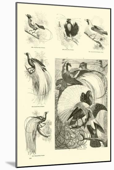 Page from the Pictorial Museum of Animated Nature-null-Mounted Giclee Print