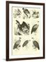 Page from the Pictorial Museum of Animated Nature-null-Framed Giclee Print