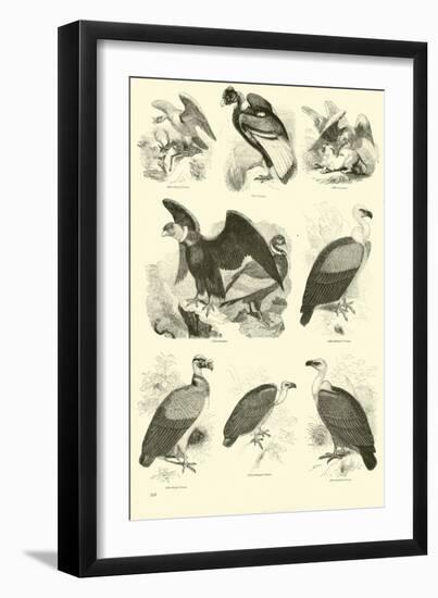 Page from the Pictorial Museum of Animated Nature-null-Framed Giclee Print