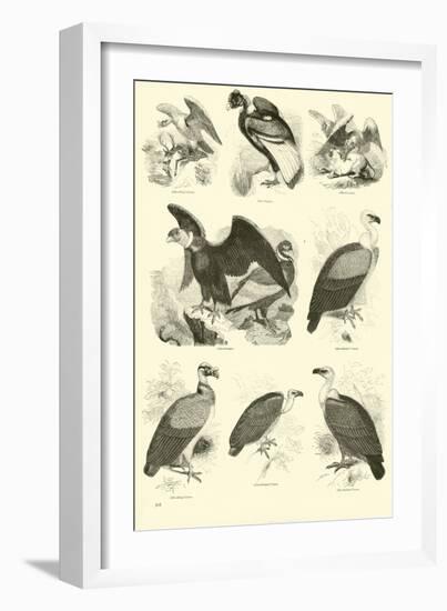 Page from the Pictorial Museum of Animated Nature-null-Framed Giclee Print