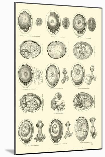 Page from the Pictorial Museum of Animated Nature-null-Mounted Giclee Print