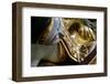 Pagoda of Shwedagon, Dated Between 6th and 10th Centuries, Yangon (Rangoon), Myanmar (Burma), Asia-Nathalie Cuvelier-Framed Photographic Print